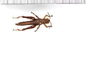  (Xenocatantops brachycerus - SDNU-INS-02425)  @11 [ ] CreativeCommons - Attribution Non-Commercial Share-Alike (2021) Tengteng Liu Shandong Normal University