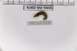  ( - SDNU-INS-02676)  @11 [ ] CreativeCommons - Attribution Non-Commercial Share-Alike (2021) Tengteng Liu Shandong Normal University