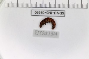  ( - SDNU-INS-02690)  @11 [ ] CreativeCommons - Attribution Non-Commercial Share-Alike (2021) Tengteng Liu Shandong Normal University