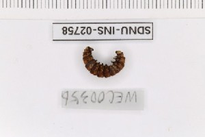  ( - SDNU-INS-02758)  @11 [ ] CreativeCommons - Attribution Non-Commercial Share-Alike (2021) Tengteng Liu Shandong Normal University