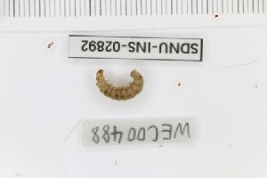  ( - SDNU-INS-02892)  @11 [ ] CreativeCommons - Attribution Non-Commercial Share-Alike (2021) Tengteng Liu Shandong Normal University