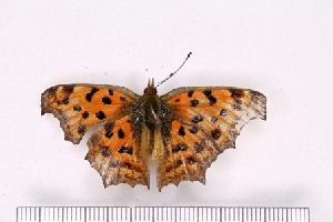  ( - SDNU-INS-03561)  @11 [ ] CreativeCommons - Attribution Non-Commercial Share-Alike (2021) Tengteng Liu Shandong Normal University