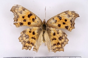  ( - SDNU-INS-03579)  @11 [ ] CreativeCommons - Attribution Non-Commercial Share-Alike (2021) Tengteng Liu Shandong Normal University