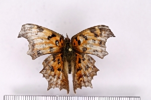  ( - SDNU-INS-03604)  @11 [ ] CreativeCommons - Attribution Non-Commercial Share-Alike (2021) Tengteng Liu Shandong Normal University