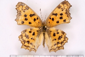  ( - SDNU-INS-03632)  @11 [ ] CreativeCommons - Attribution Non-Commercial Share-Alike (2021) Tengteng Liu Shandong Normal University