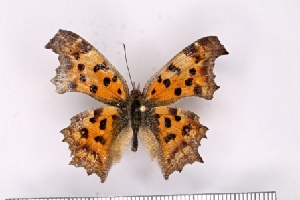  ( - SDNU-INS-03635)  @11 [ ] CreativeCommons - Attribution Non-Commercial Share-Alike (2021) Tengteng Liu Shandong Normal University