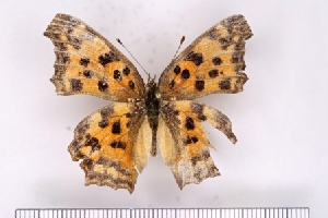  ( - SDNU-INS-03646)  @11 [ ] CreativeCommons - Attribution Non-Commercial Share-Alike (2021) Tengteng Liu Shandong Normal University