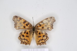  ( - SDNU-INS-03647)  @11 [ ] CreativeCommons - Attribution Non-Commercial Share-Alike (2021) Tengteng Liu Shandong Normal University