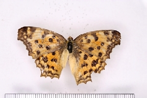  ( - SDNU-INS-03648)  @11 [ ] CreativeCommons - Attribution Non-Commercial Share-Alike (2021) Tengteng Liu Shandong Normal University