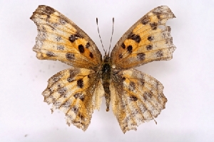  ( - SDNU-INS-03668)  @11 [ ] CreativeCommons - Attribution Non-Commercial Share-Alike (2021) Tengteng Liu Shandong Normal University