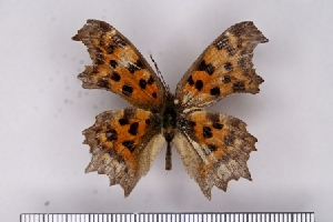  ( - SDNU-INS-03669)  @11 [ ] CreativeCommons - Attribution Non-Commercial Share-Alike (2021) Tengteng Liu Shandong Normal University