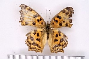  ( - SDNU-INS-03670)  @11 [ ] CreativeCommons - Attribution Non-Commercial Share-Alike (2021) Tengteng Liu Shandong Normal University