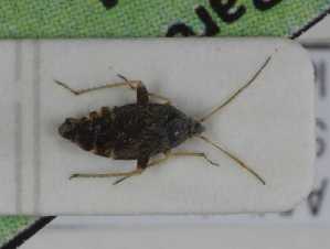  ( - TLMF_Het_10064)  @11 [ ] CreativeCommons - Attribution Non-Commercial Share-Alike (2023) Peter Huemer Tiroler Landesmuseum