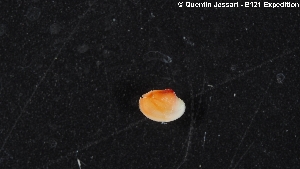  ( - KID_A_0034.1)  @11 [ ] Unspecified (default): All Rights Reserved  Quentin Jossart - B121 expedition Universite Libre de Bruxelles - Marine Biology Lab