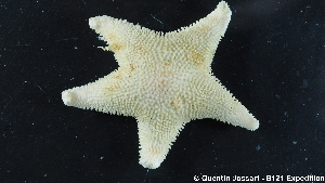  ( - ODO_A_0799.1)  @11 [ ] Unspecified (default): All Rights Reserved  Quentin Jossart - B121 expedition Universite Libre de Bruxelles - Marine Biology Lab