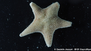  ( - ODO_A_1031.1)  @11 [ ] Unspecified (default): All Rights Reserved  Quentin Jossart - B121 expedition Universite Libre de Bruxelles - Marine Biology Lab