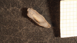  (Uteriporidae - MACQ-192550)  @11 [ ] CreativeCommons - Attribution Share-Alike (2025) Unspecified Universite de Bourgogne, Biogeosciences