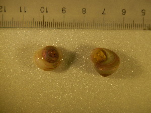  (Photinula taeniata sp. 2 - CNP-INV 029)  @11 [ ] Copyright (2013) Unspecified CENPAT