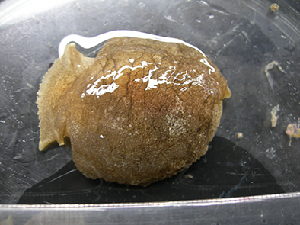  ( - CNP-INV 2037)  @11 [ ] Copyright (2018) Unspecified CENPAT