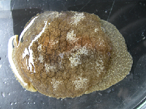  ( - CNP-INV 2038)  @11 [ ] Copyright (2018) Unspecified CENPAT