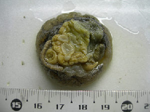  ( - CNP-INV 2039)  @11 [ ] Copyright (2018) Unspecified CENPAT