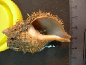  ( - CNP-INV 1598 _1)  @11 [ ] Copyright (2013) Unspecified CENPAT