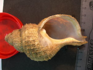  ( - CNP-INV 1600 _1)  @11 [ ] Copyright (2013) Unspecified CENPAT