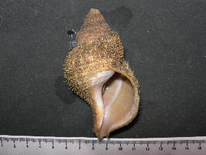  ( - CNP-INV 1646 _1)  @11 [ ] Copyright (2013) Unspecified CENPAT