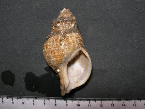  ( - CNP-INV 1649 _1)  @11 [ ] Copyright (2013) Unspecified CENPAT