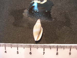  ( - CNP-INV 1662 _1)  @11 [ ] Copyright (2013) Unspecified CENPAT