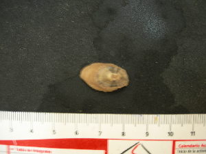  ( - CNP-INV 1679 _1)  @11 [ ] Copyright (2013) Unspecified CENPAT