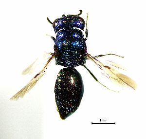  ( - BGE_00625_A05)  @11 [ ] CreativeCommons - Attribution Share - Alike (2025) Unspecified Unspecified