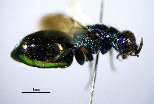  ( - BGE_00625_A05)  @11 [ ] CreativeCommons - Attribution Share - Alike (2025) Unspecified Unspecified