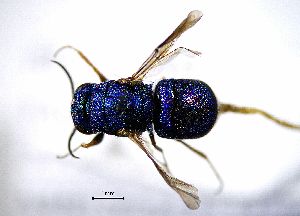  ( - BGE_00625_A06)  @11 [ ] CreativeCommons - Attribution Share - Alike (2025) Unspecified Unspecified