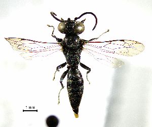  ( - BGE_00625_A08)  @11 [ ] CreativeCommons - Attribution Share - Alike (2025) Unspecified Unspecified