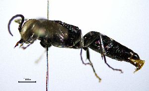  ( - BGE_00625_A08)  @11 [ ] CreativeCommons - Attribution Share - Alike (2025) Unspecified Unspecified