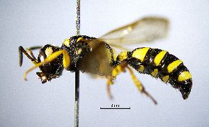  ( - BGE_00625_B06)  @11 [ ] CreativeCommons - Attribution Share - Alike (2025) Unspecified Unspecified