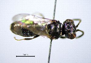  ( - BGE_00625_B11)  @11 [ ] CreativeCommons - Attribution Share - Alike (2025) Unspecified Unspecified