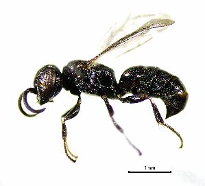  ( - BGE_00625_B11)  @11 [ ] CreativeCommons - Attribution Share - Alike (2025) Unspecified Unspecified