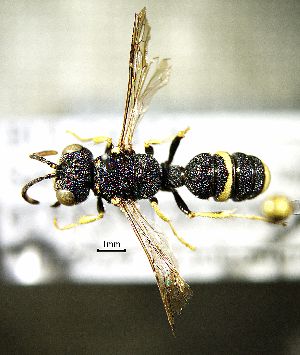  ( - BGE_00625_D07)  @11 [ ] CreativeCommons - Attribution Share - Alike (2025) Unspecified Unspecified