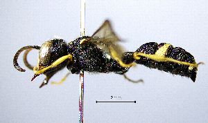  ( - BGE_00625_D07)  @11 [ ] CreativeCommons - Attribution Share - Alike (2025) Unspecified Unspecified