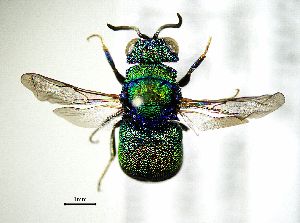  ( - BGE_00625_D08)  @11 [ ] CreativeCommons - Attribution Share - Alike (2025) Unspecified Unspecified