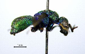  ( - BGE_00625_D08)  @11 [ ] CreativeCommons - Attribution Share - Alike (2025) Unspecified Unspecified