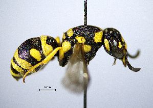  ( - BGE_00625_E05)  @11 [ ] CreativeCommons - Attribution Share - Alike (2036) Unspecified Unspecified