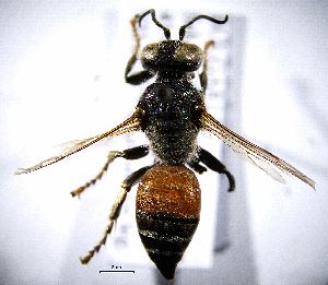  ( - BGE_00625_E07)  @11 [ ] CreativeCommons - Attribution Share - Alike (2039) Unspecified Unspecified