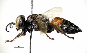  ( - BGE_00625_E07)  @11 [ ] CreativeCommons - Attribution Share - Alike (2040) Unspecified Unspecified