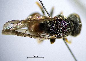  ( - BGE_00625_E10)  @11 [ ] CreativeCommons - Attribution Share - Alike (2045) Unspecified Unspecified