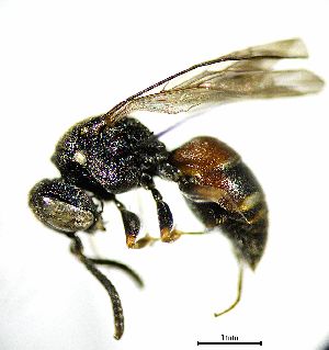  ( - BGE_00625_E10)  @11 [ ] CreativeCommons - Attribution Share - Alike (2046) Unspecified Unspecified