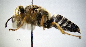  ( - BGE_00625_F04)  @11 [ ] CreativeCommons - Attribution Share - Alike (2058) Unspecified Unspecified