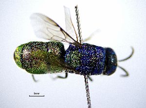  ( - BGE_00625_F08)  @11 [ ] CreativeCommons - Attribution Share - Alike (2065) Unspecified Unspecified